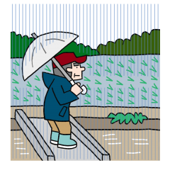 大雨のとき田んぼを見に行く人のイラスト